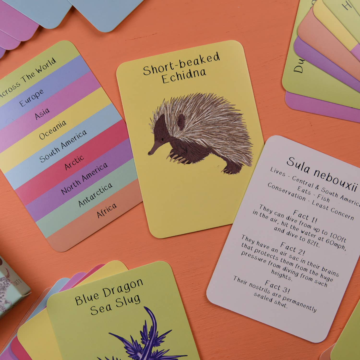Educational cards with animal illustrations and facts on an orange surface