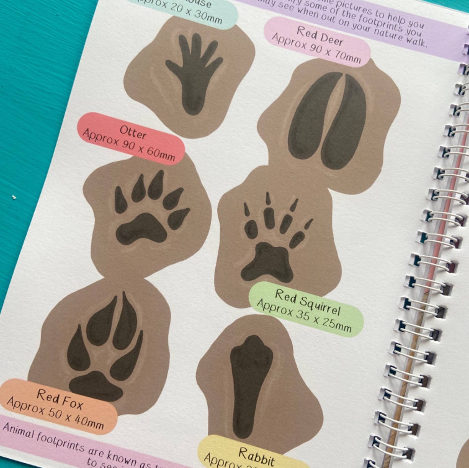 Sheet of animal footprint images with labels on a notebook page.