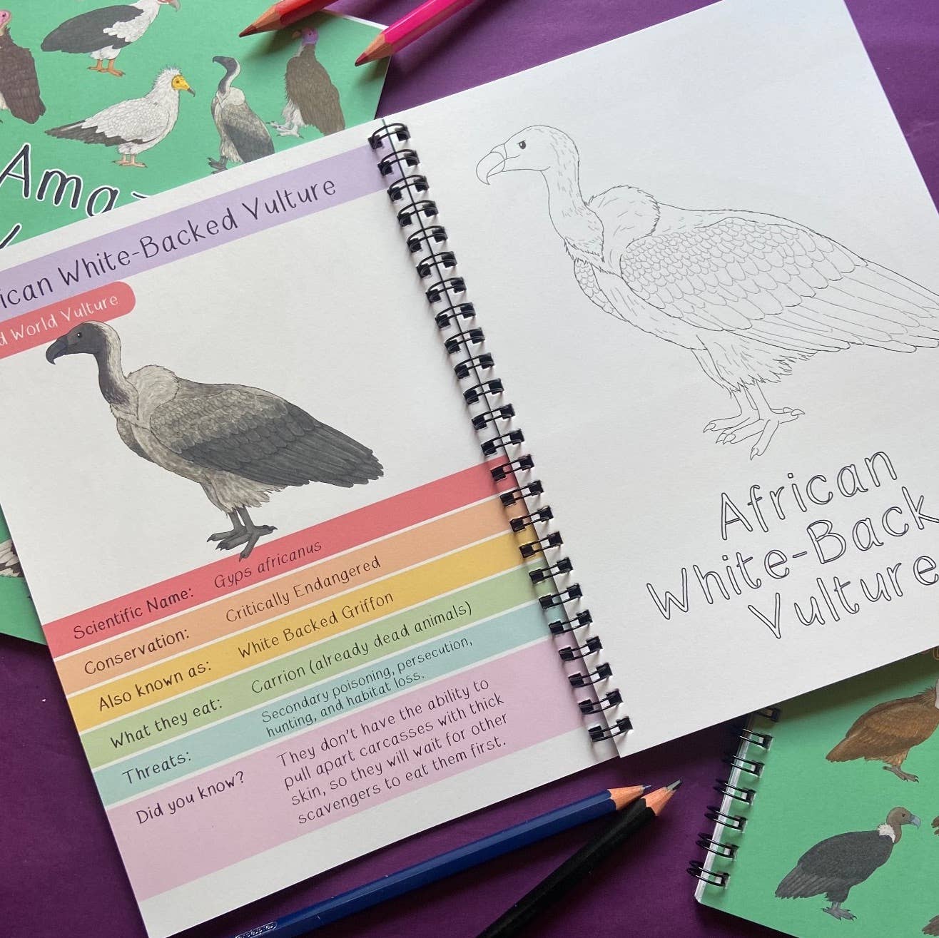 Amazing Vultures Fact and Activity Book