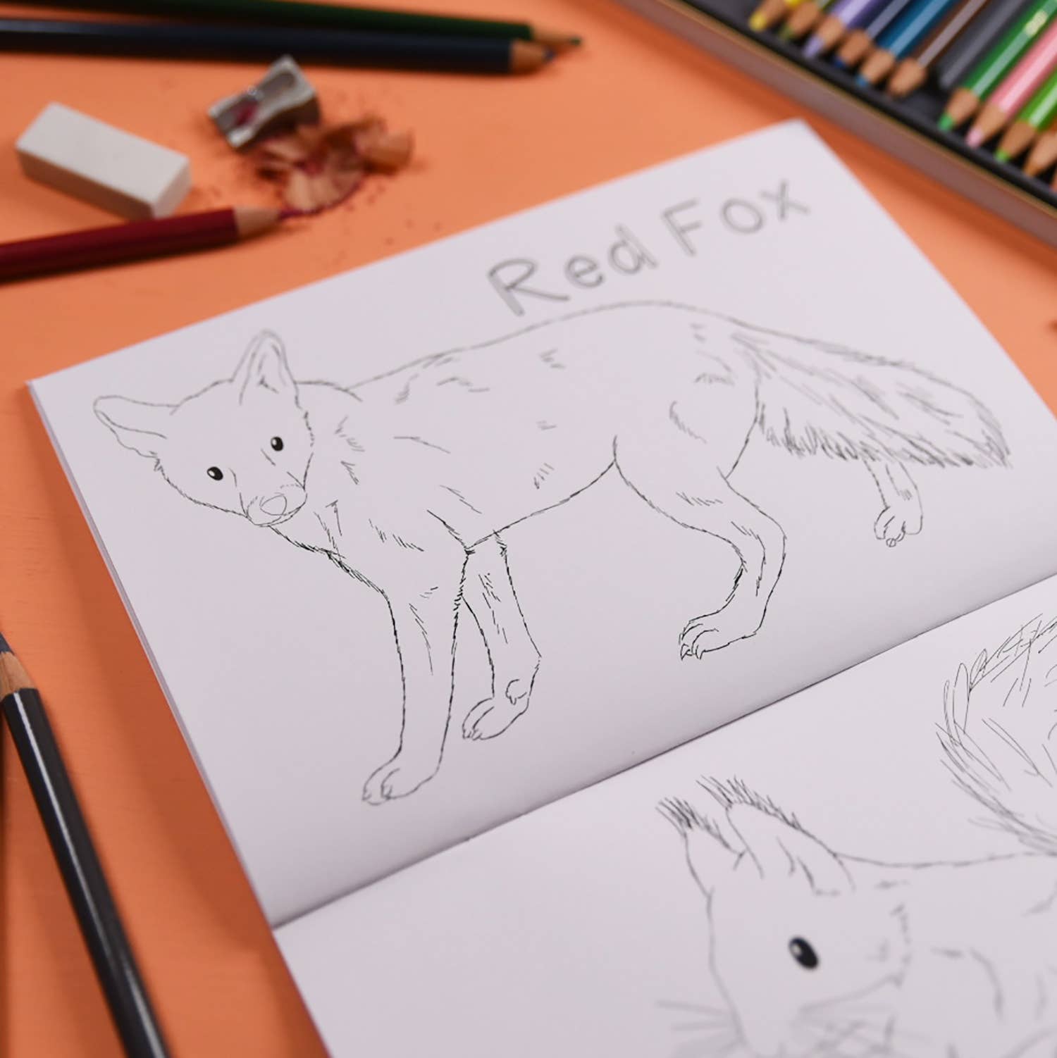 Oen animal colouring book, with fox illustration