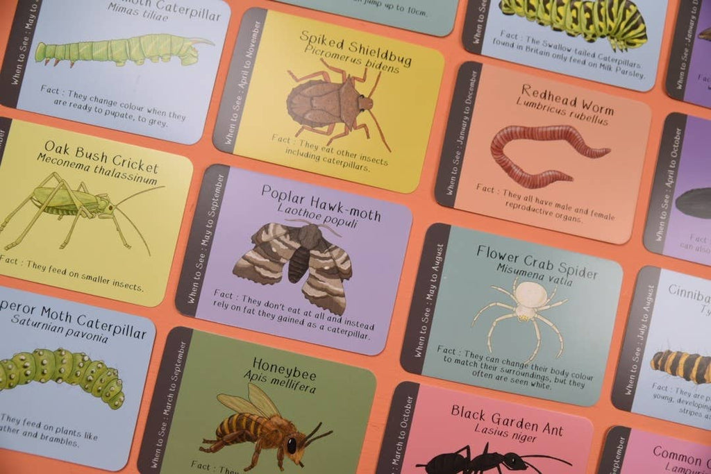 Collection of educational cards with various insects and their names on a colorful background