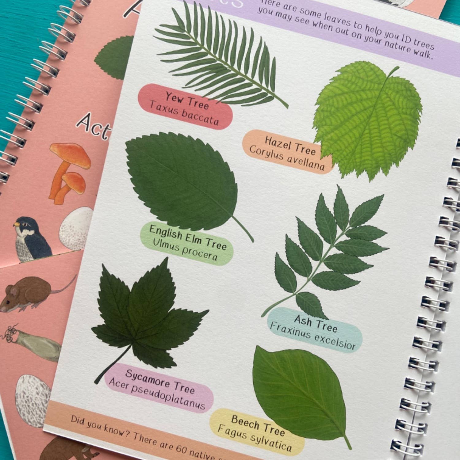 Amazing British Nature Walk Activity Book and Nature Journal